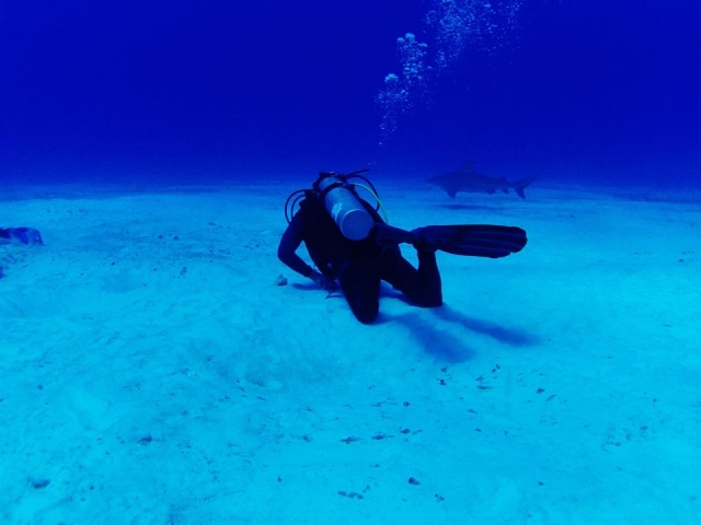 Buceando con tiburones